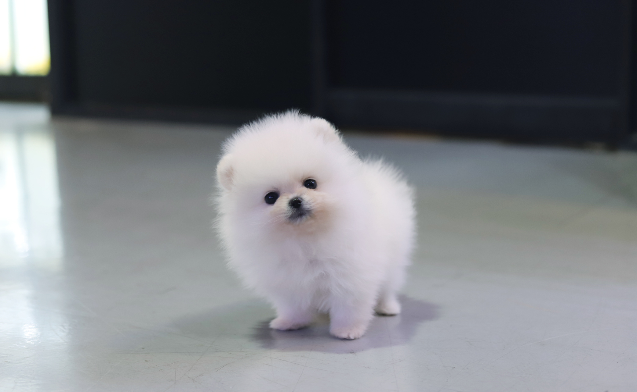 포메라니안 분양합니다