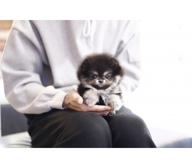 포메라니안 분양합니다