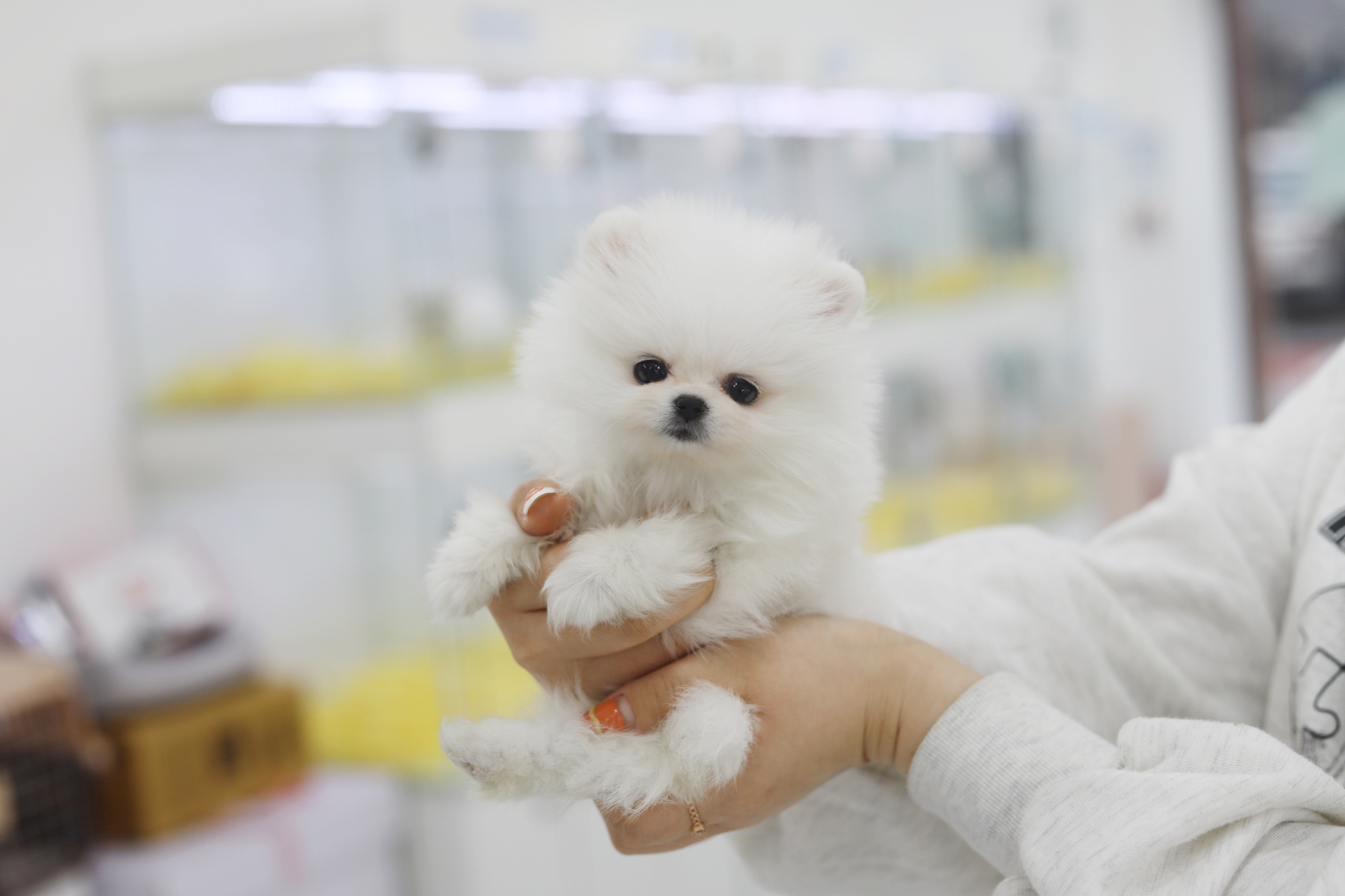 포메라니안 분양합니다