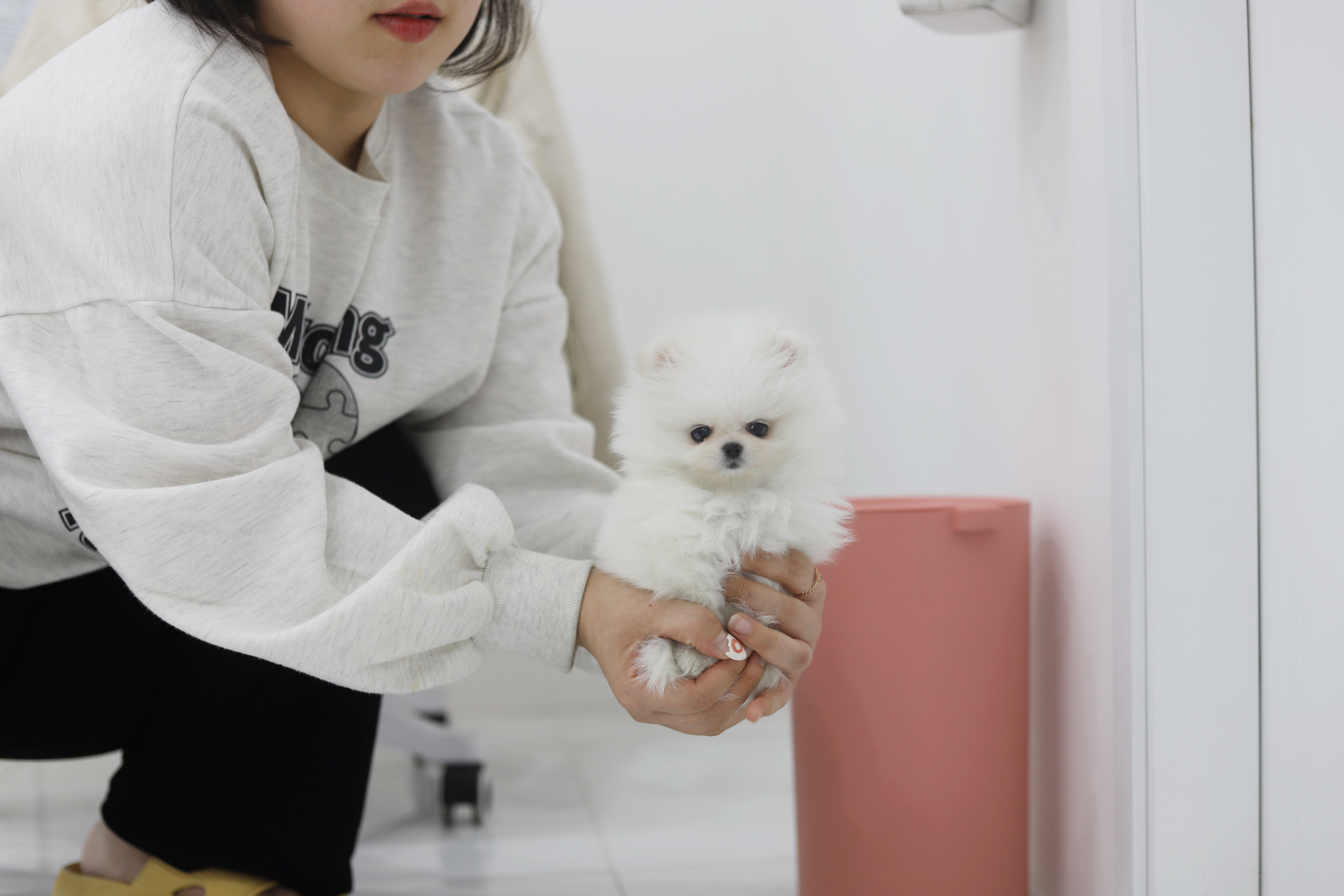 포메라니안 분양합니다