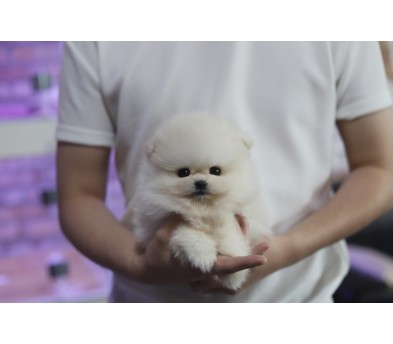 포메라니안 분양합니다